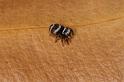 Euryattus_bleekeri_D7889_Z_88_North Stradbroke island_Australie
